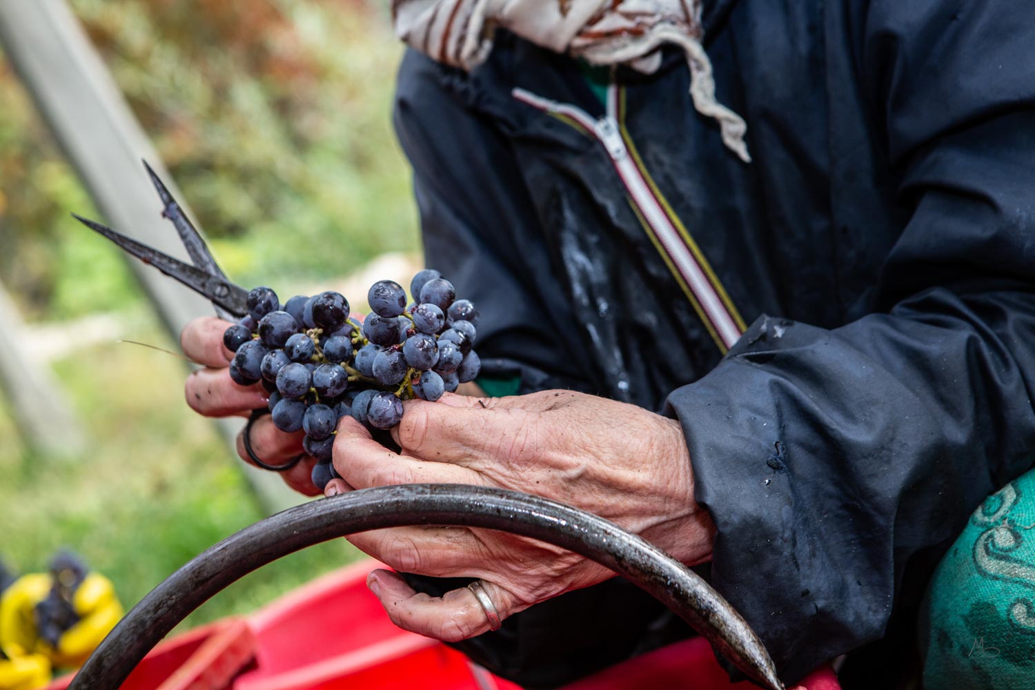 Mondial des Vins Extrêmes 2024