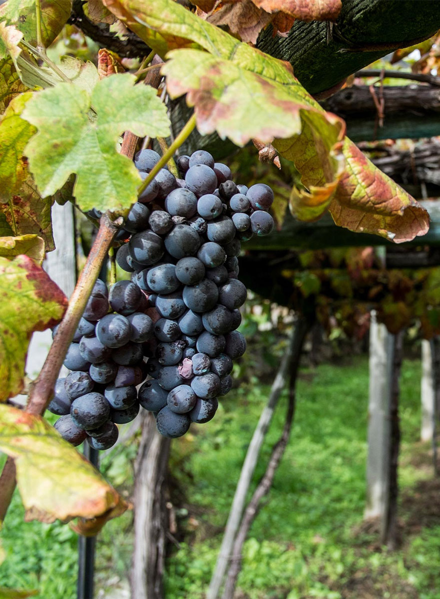 La Cantina di Carema - La DOC Canavese