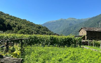 Vini buoni d’Italia