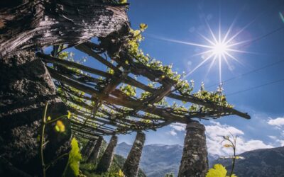 Carema, pilun e Nebbiolo: dentro la cantina che tiene insieme un paese