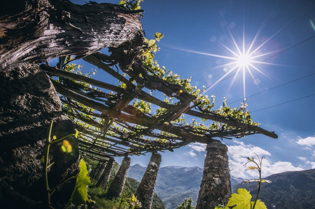 La Cantina di Carema - Architettura topiaria